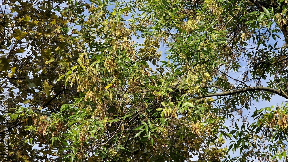 Fototapeta premium Tree branches with green leaves and seeds of Fraxinus excelsior, known as the ash, or European ash.