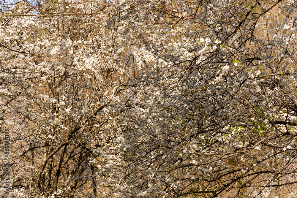 White Cherry blossoms. Cherry blossom trees full bloom. White Cherry blossoms. Cherry blossom trees full bloom.