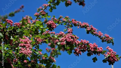 Tree branches with pink flowers of Paul's Scarlet Hawthorn or Crataegus Laevigata. photo