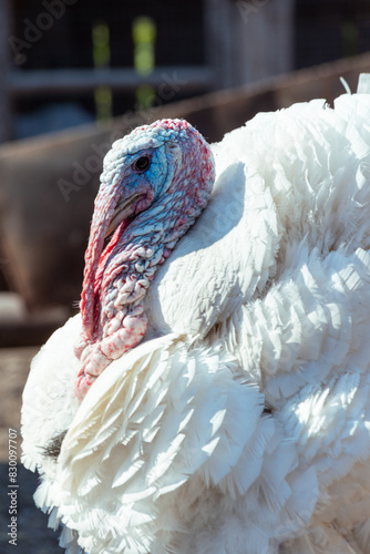 Portrait of a white fat turkey bird, close-up. A beautiful important turkey bird. Raising birds for sale.
