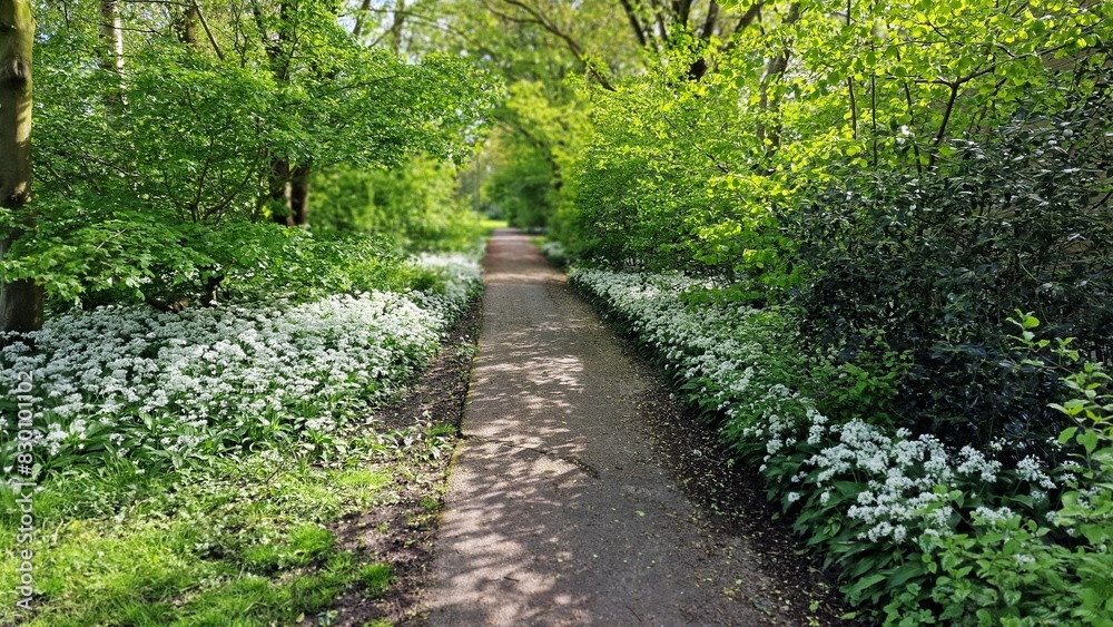 Blooming Allium ursinum, known as wild garlic, growing in the garden. Blooming Allium ursinum, known as wild garlic, growing in the garden.