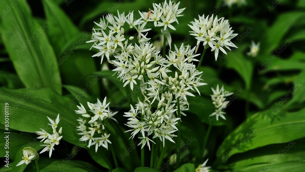 Blooming Allium ursinum, known as wild garlic, growing in the garden. Blooming Allium ursinum, known as wild garlic, growing in the garden.