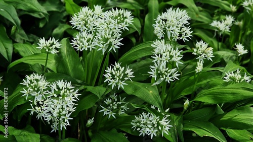 Blooming Allium ursinum, known as wild garlic, growing in the garden. photo