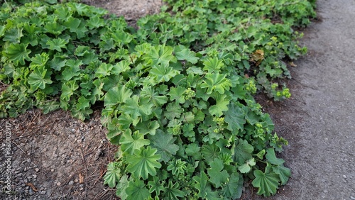 Εκτύπωση καμβά Lady's Mantle or Alchemilla mollis plants, growing in the garden.