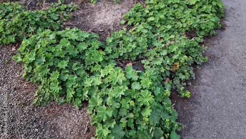 Картината върху платно Lady's Mantle or Alchemilla mollis plants, growing in the garden.