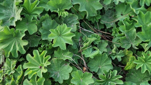 Quadro em tela Lady's Mantle or Alchemilla mollis plants, growing in the garden.