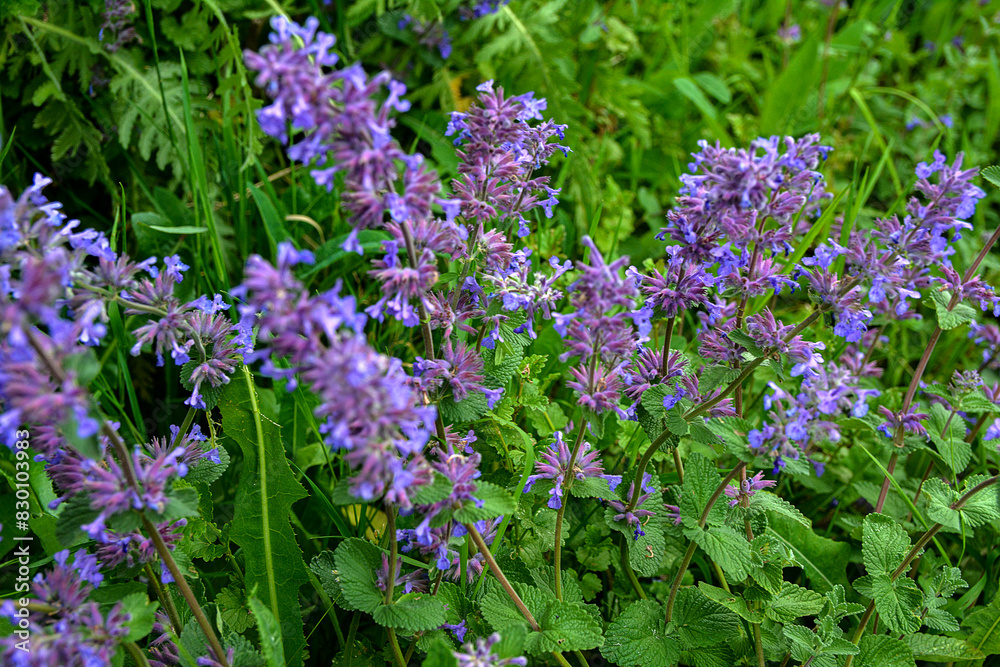 Nepeta transcaucasica purple wild spring flower Nepeta transcaucasica purple wild spring flower