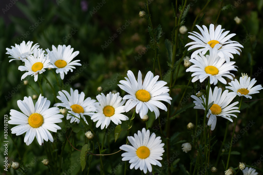 Fototapeta premium Grandes Pâquerettes dans un jardin en Bretagne