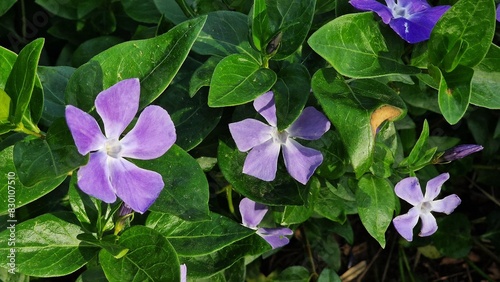 Vinca major flowers, with the common name bigleaf periwinkle, growing in the garden. photo