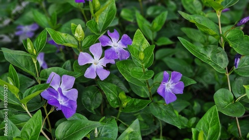 Vinca major flowers, with the common name bigleaf periwinkle, growing in the garden.