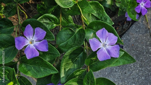 Vinca major flowers, with the common name bigleaf periwinkle, growing in the garden.