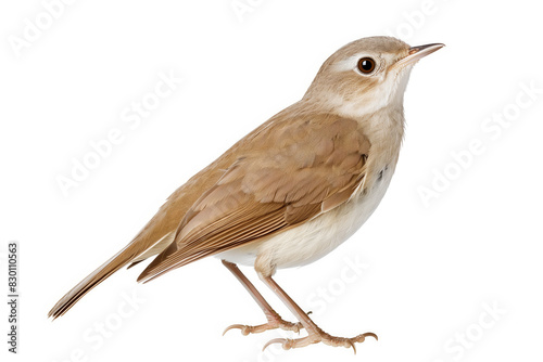 Close-up of a Nightingale Isolated on White Background