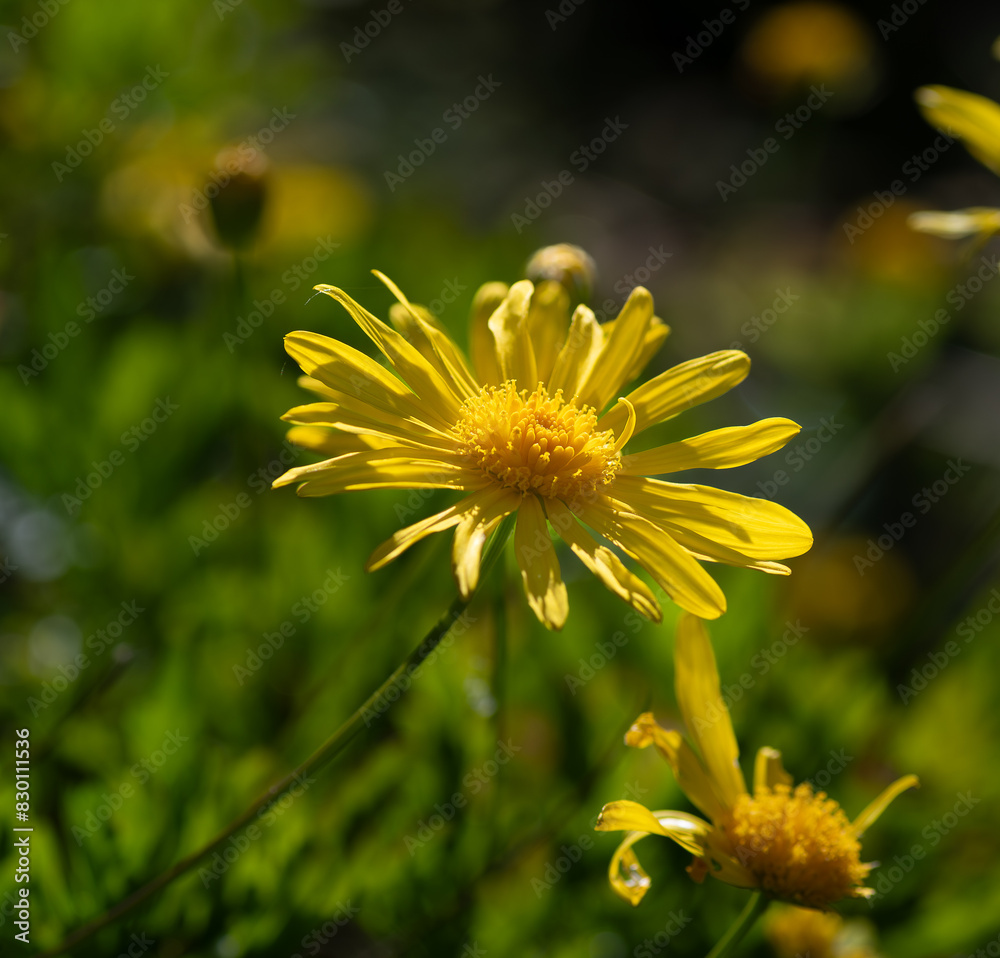 Obraz premium Fleur d'Anthémis jaune dans un jardin en Bretagne