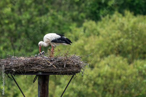 Storch mit 4 Jungen im Nest
