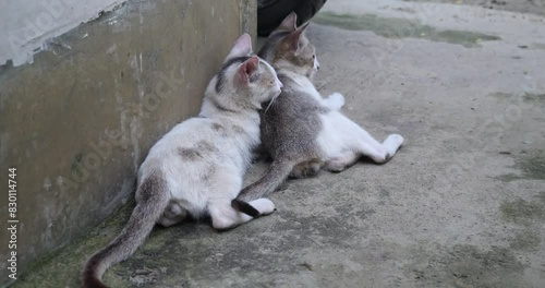 Two adorable cat's are laying together