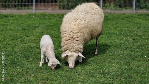 Mother sheep and her lamb grazing on a green vield, on a sunny day in spring.