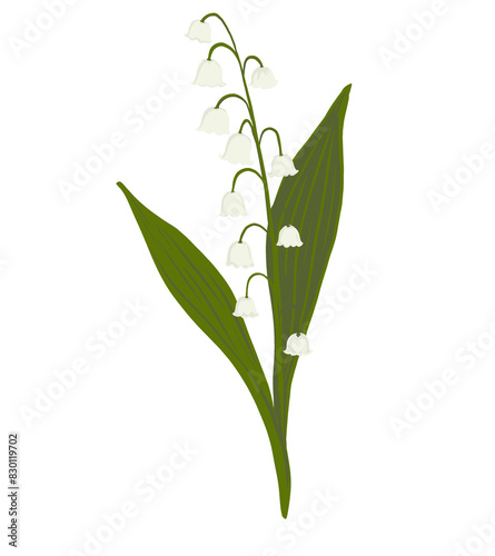white lily of the valley