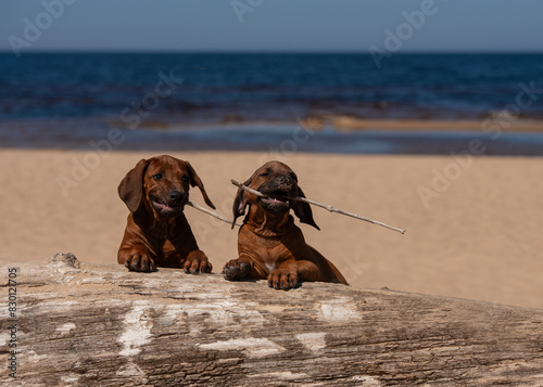 Rhodesian Rhidgeback puppies by the seaside 