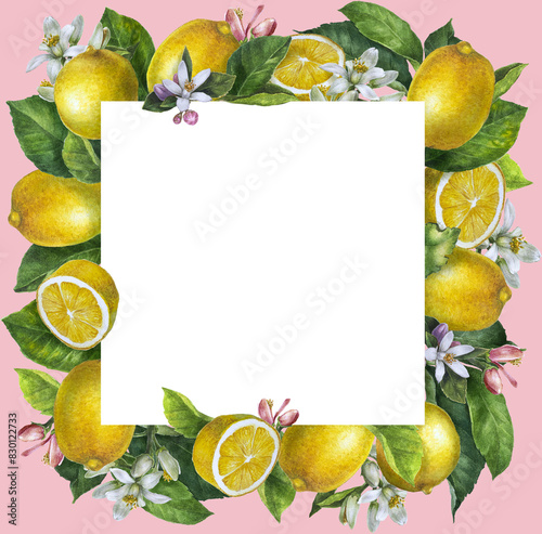 Hand drawn Mediterranean frame with blooming lemon tree branches, flowers and lemons on pink background.Watercolor border for greeting card,invitation. Summer citrus wedding border, bridal shower.