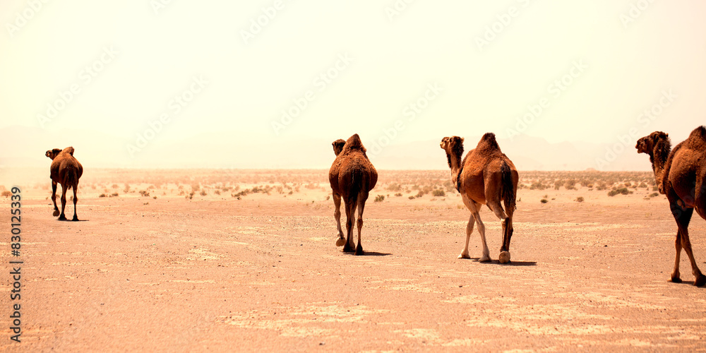 Wild dromedaries roaming the desert