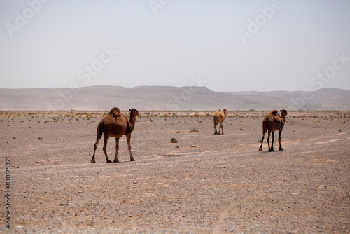 Obraz na płótnie Wild dromedaries roaming the desert w salonie