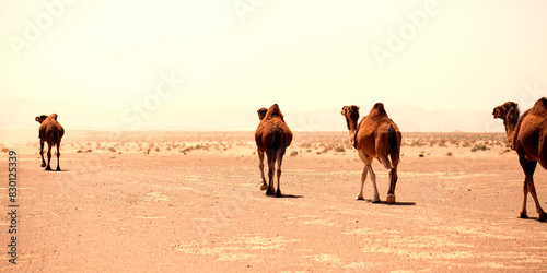 Obraz na płótnie Wild dromedaries roaming the desert w salonie