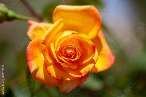 Obraz na płótnie Yellow rose on a green background w salonie
