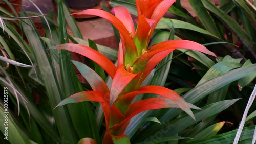 Bright red and orange Guzmania Lingulata tropical flowers blossom with green leaves in spring in the garden photo