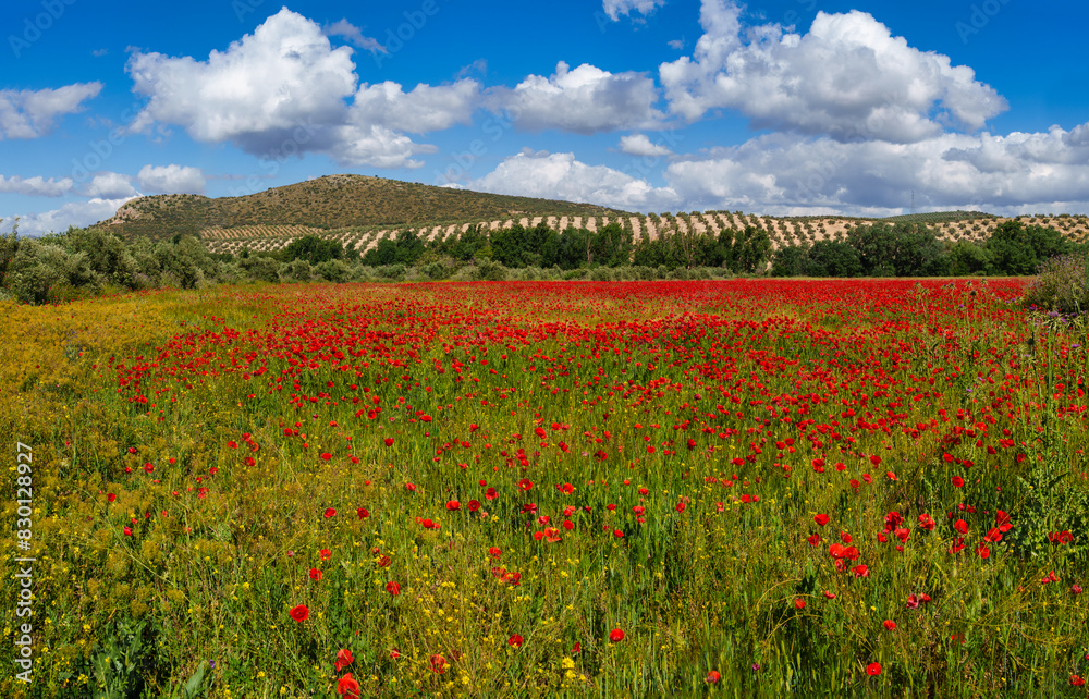 Vibrant poppy field with scenic landscape Vibrant poppy field with scenic landscape