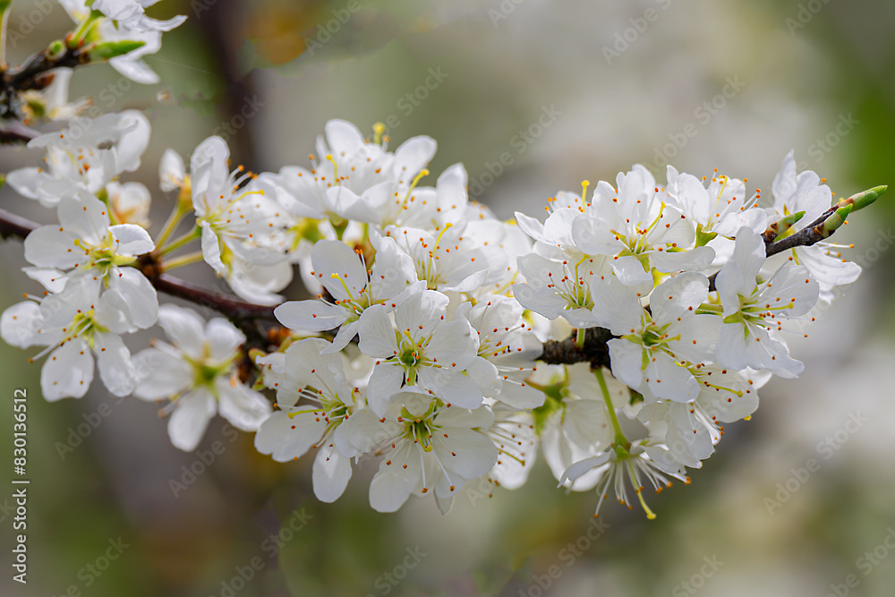 Obraz premium Obstbaumblüte