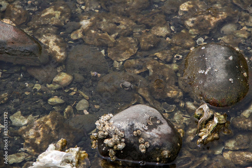 Rocky tide pools, home sweet home