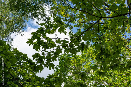 A bright green canopy of leaves © DZiegler