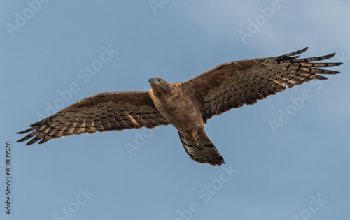 Buzzard Eagle Falcon Prey Bird Raptor in flight
