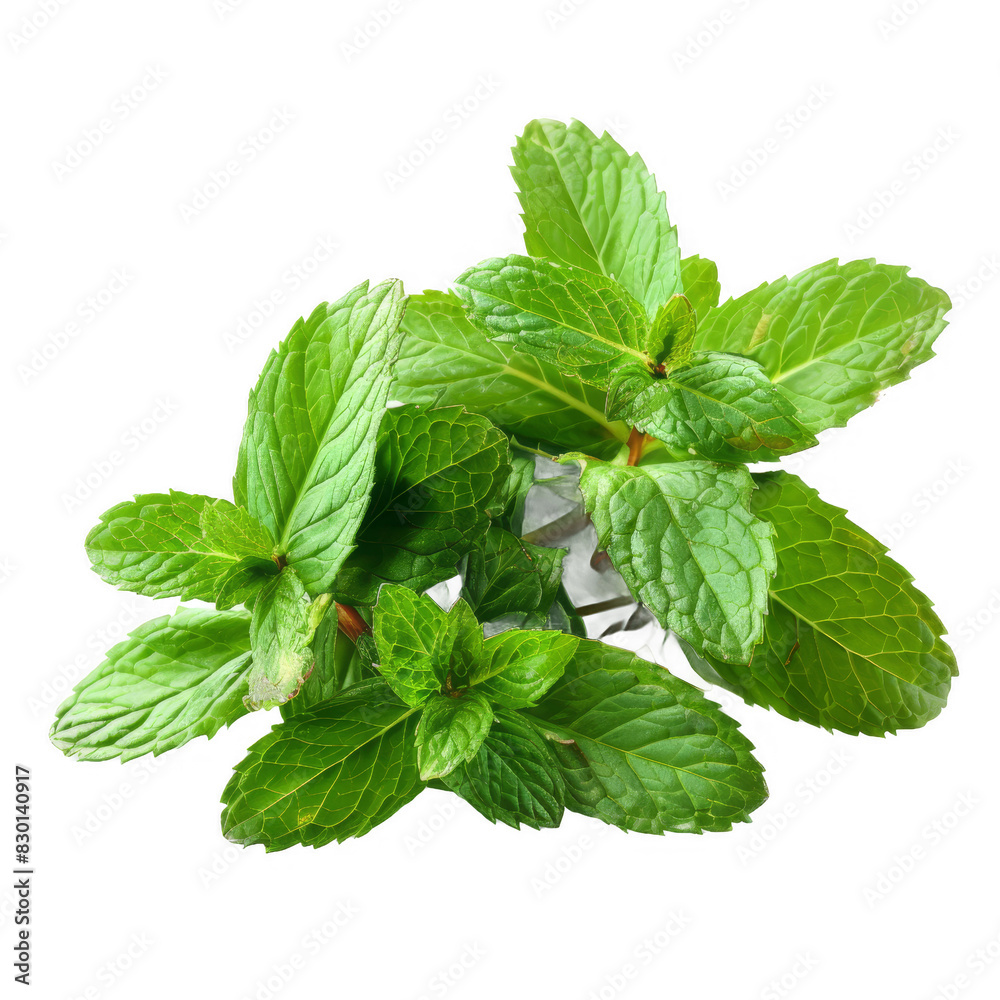 Peppermint isolated on white background