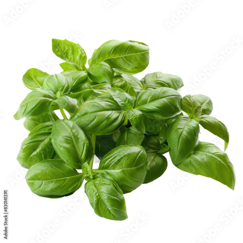 Holy basil isolated on white background