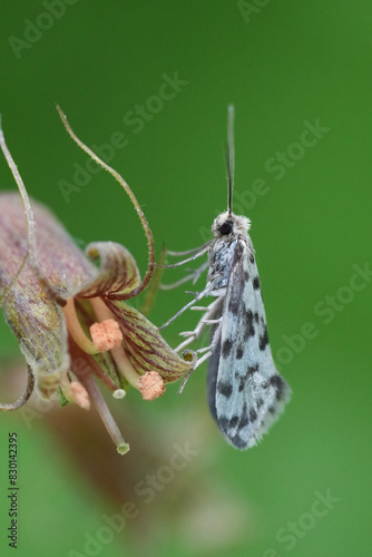 Closeup on a North- American Greya species moth, which feed on Saxifragaceae plant. Columbia river gorge photo