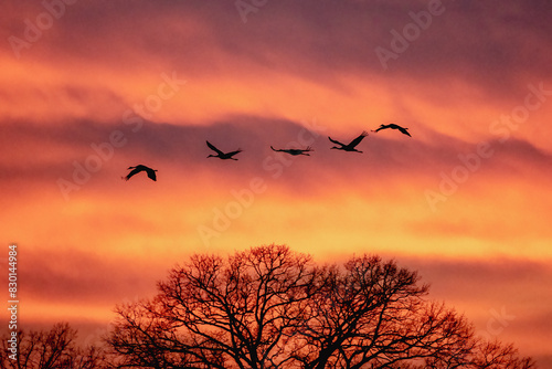 Fototapeta Naklejka Na Ścianę i Meble -  birds in sunset