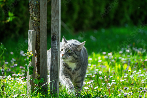 Getigerte Katze im Frühlig