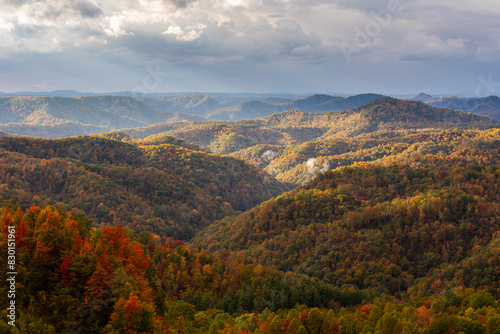 Forest in Autumn