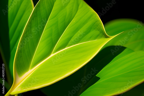 leaves of Spathiphyllum cannifolium in the garden  abstract green texture  nature dark tone background  tropical leaf 