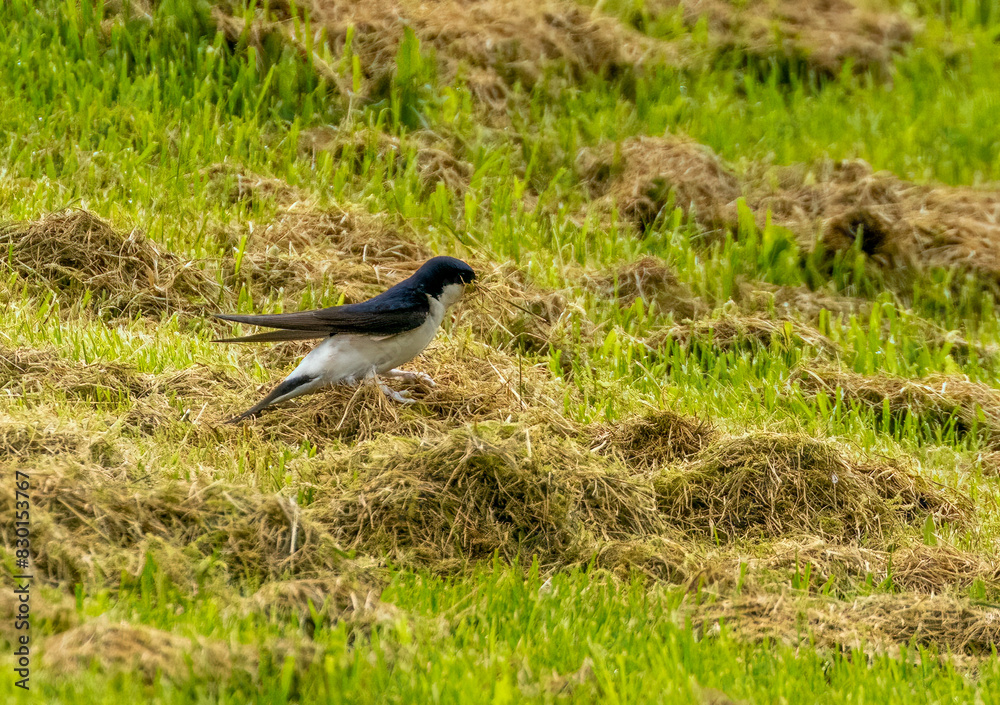 Obraz premium House Martin gathering cut grass for its nest
