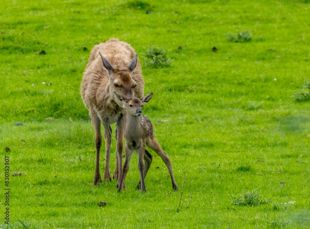Herd of female red deer with a Bambi Herd of female red deer with a Bambi