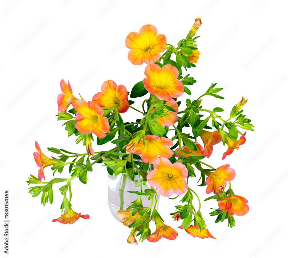 Isolated orane calibrachoa flowers