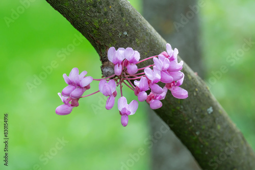 Pink flowers cercis canadensis close-up. Buds family fabaceae grow on branches and trunk. Purple spring blossom bagryannik in sunny day. Blooming redbud Judas tree in springtime in park. Pink plant. photo