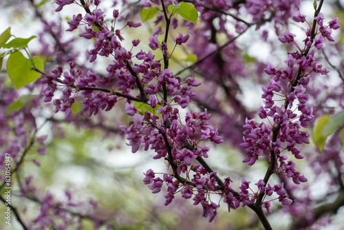 Pink flowers cercis canadensis close-up. Buds family fabaceae grow on branches and trunk. Purple spring blossom bagryannik in sunny day. Blooming redbud Judas tree in springtime in park. Pink plant. photo