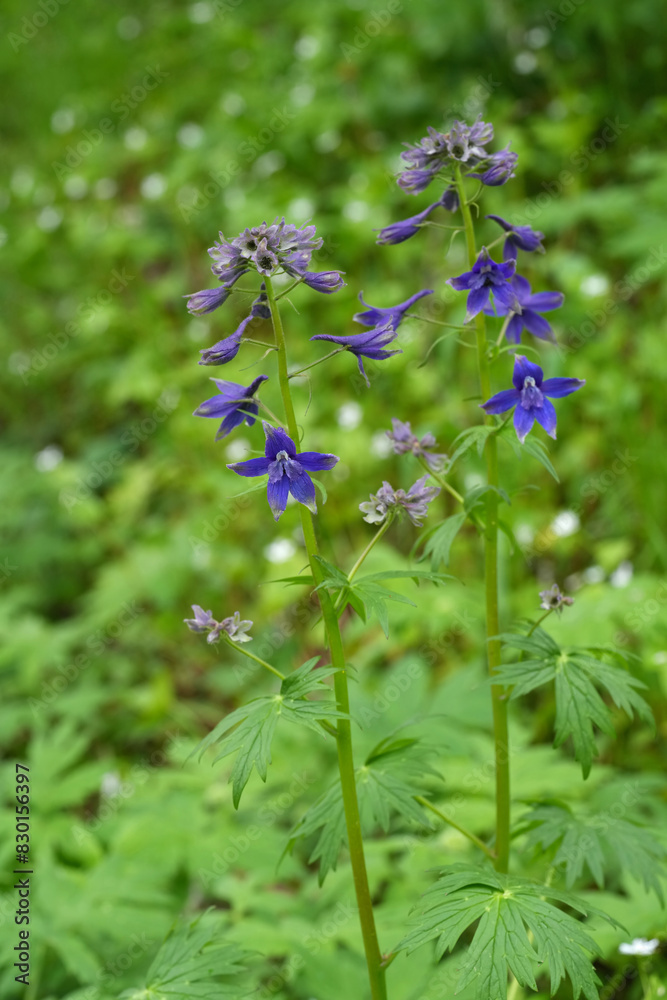 Vertical closeup on the deep blue flowers of the toxic cow poison or Columbian larkspur, Delphinium trolliifolium Vertical closeup on the deep blue flowers of the toxic cow poison or Columbian larkspur, Delphinium trolliifolium