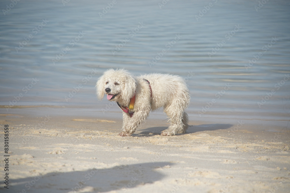 dog playing on the beach dog playing on the beach