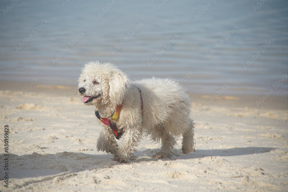 dog playing on the beach dog playing on the beach