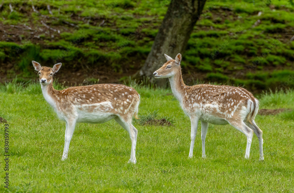 Herd of fallow deer grazing in a green field Herd of fallow deer grazing in a green field
