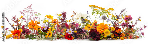 Beautiful flowers banner panorama with autumn flowers, cut out, isolated on white background